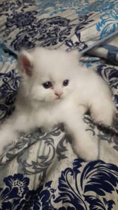 Persian