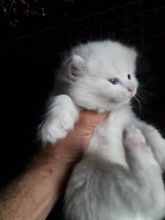 Persian