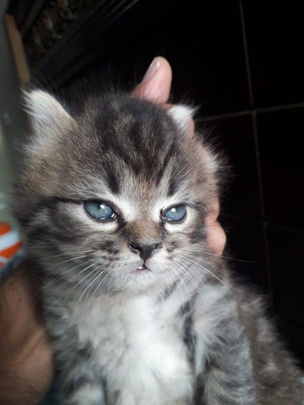 Persian kittens triple coated for sale (picky breed line) 1