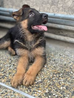Garman Shepherd long coat pink pedigree black mask puppies