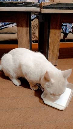 Persian Male Cat for Sell