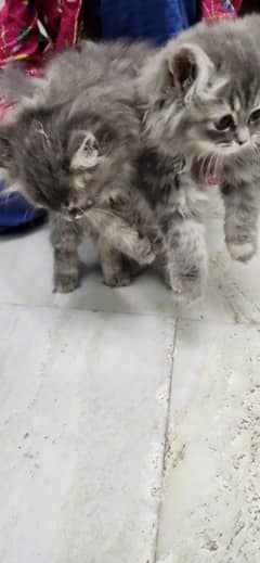 Persian Cats (Male and Female)