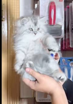 Persian