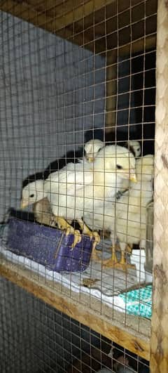 pure shamo chicks
