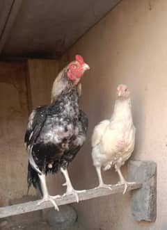 Pure Aseel Pair