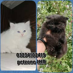 kittens for sale 03234102419