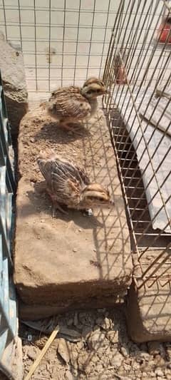 Dakhni teetar chicks for sale