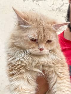 Persian Cat Pair