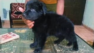 Non pedigree long hair black shepherd