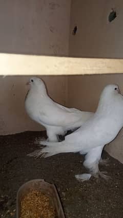 Pure White pouter heavy size  And double tail Modern Laky For Sale!!