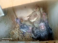 breeding