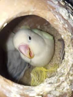 Love Bird