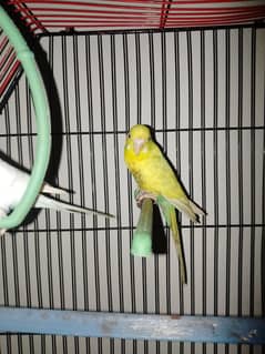 Parrots