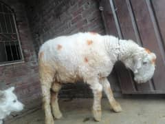 mundra for sale