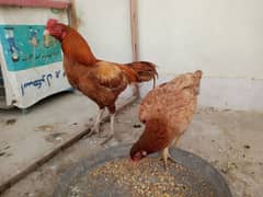 Mianwali