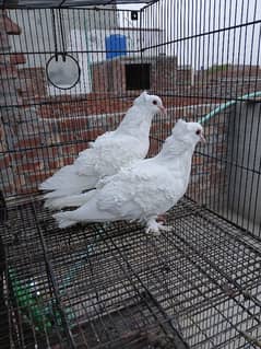 frill back breeder pair for sale