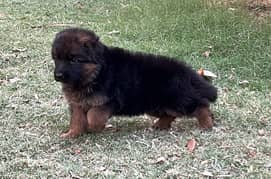German