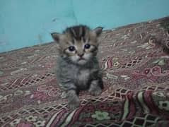 Persian