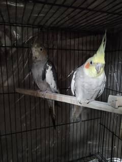 cocktail and love bird boxes and Australian males