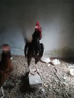 Mianwali aseel patha