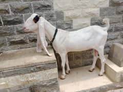goats for sale
