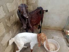 goats