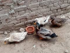 Desi Duck fertile Eggs