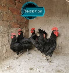 Australorp
