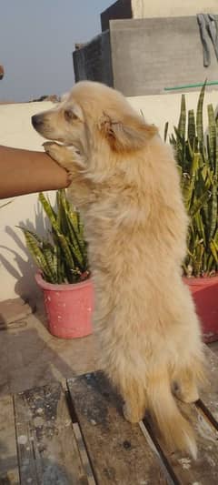 Pomeranian