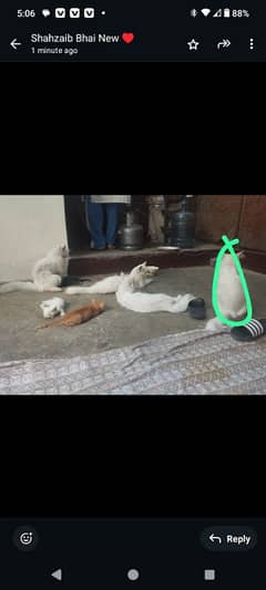 percian