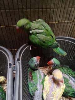 parrot