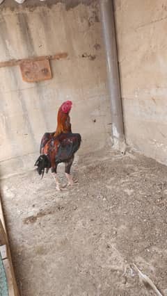 aseel