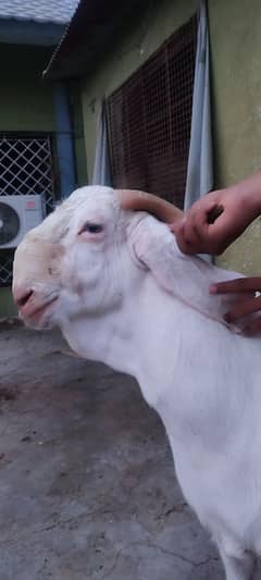 Gulabi 2 daant jhalar wala bakra ando 0/3/4/5 3/1/1/7/8/2/5