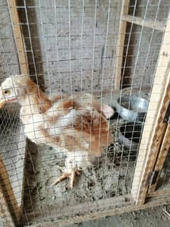 Golden heavy buff chick