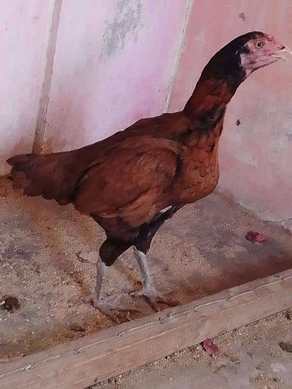 aseel hens 03132105582 0
