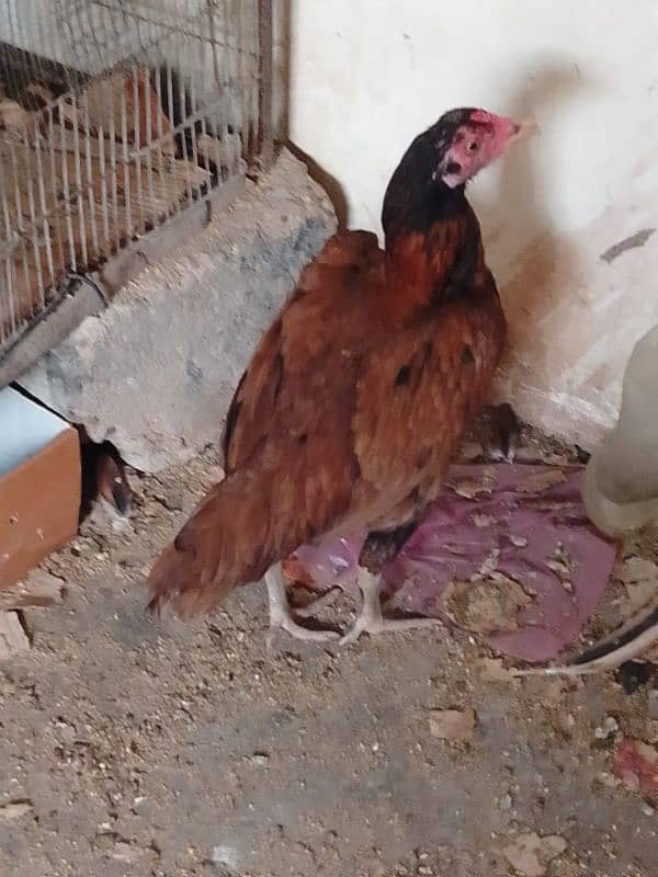 aseel hens 03132105582 1