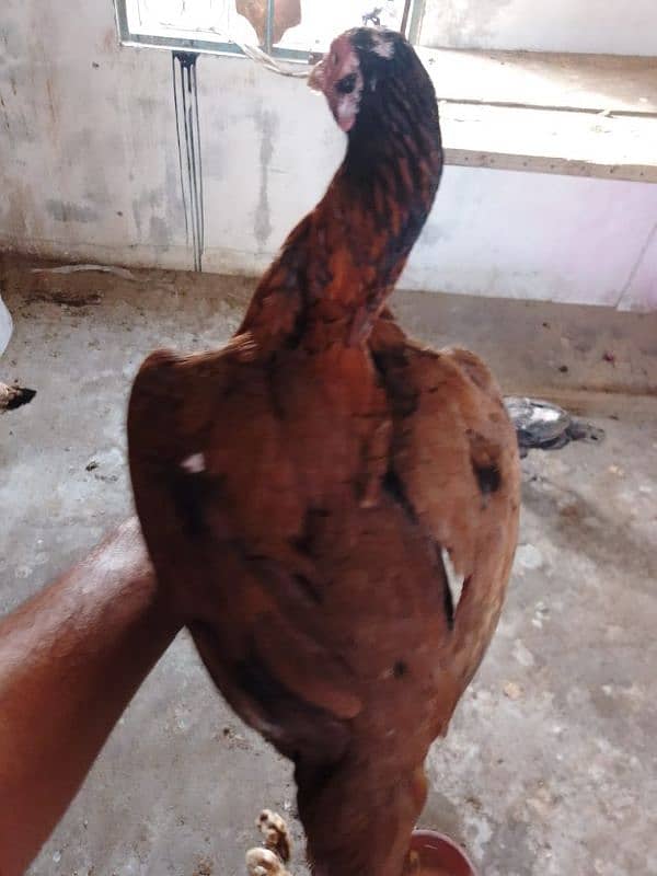 aseel hens 03132105582 2