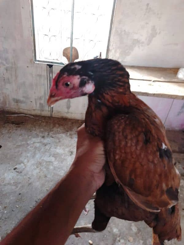aseel hens 03132105582 3