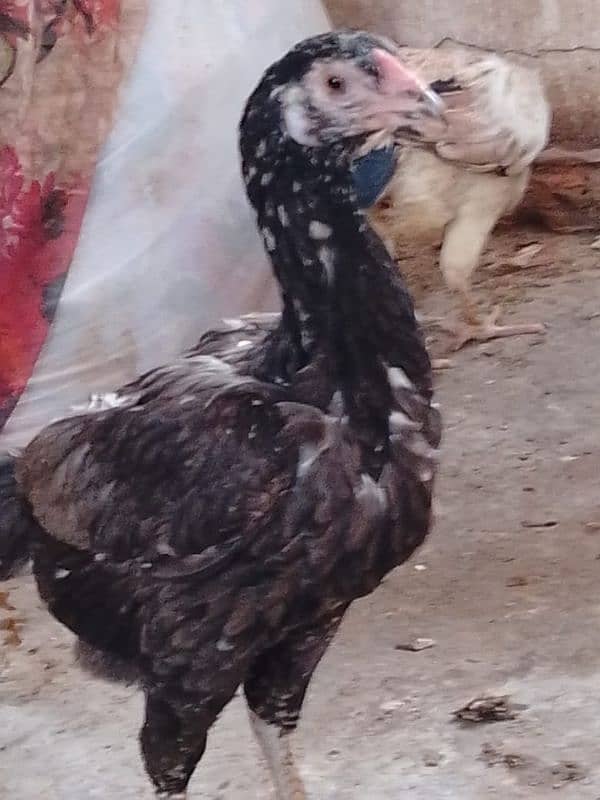 aseel hens 03132105582 4
