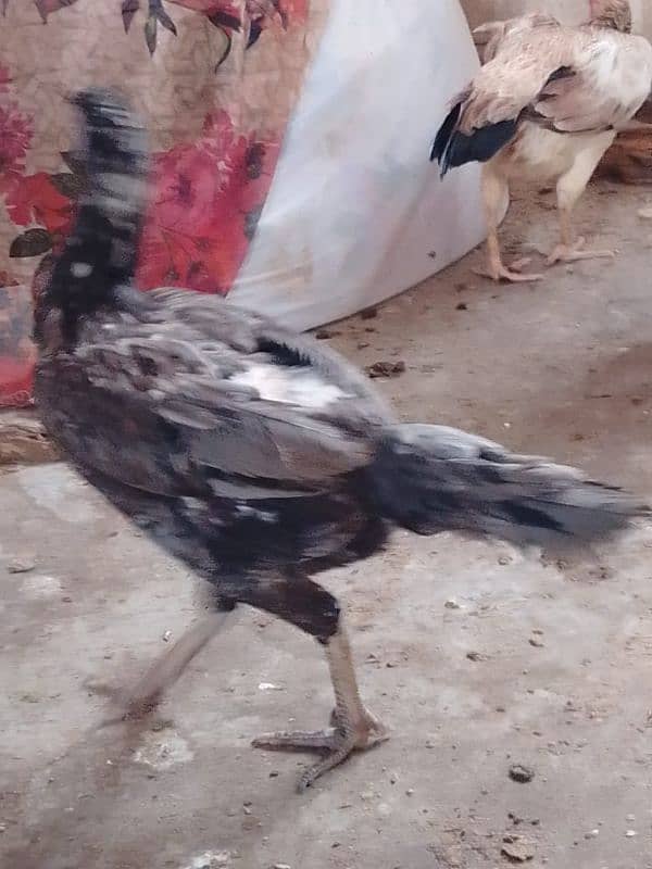 aseel hens 03132105582 5