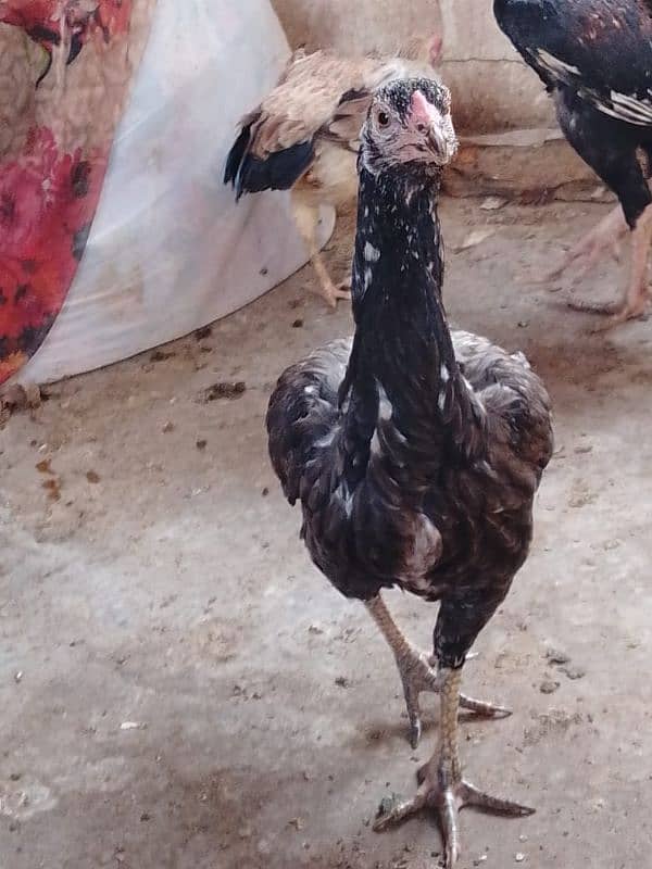 aseel hens 03132105582 6