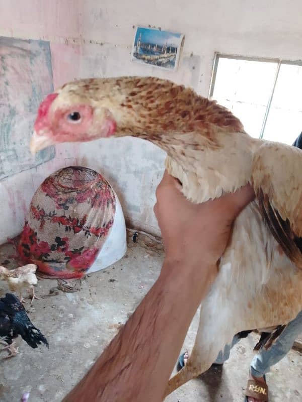aseel hens 03132105582 7