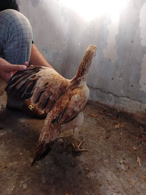aseel hens 03132105582 8