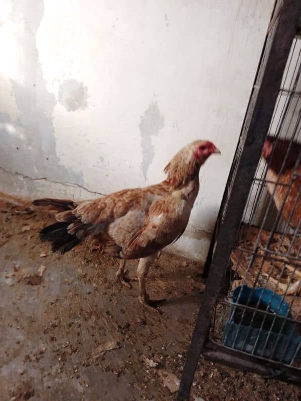 aseel hens 03132105582 9