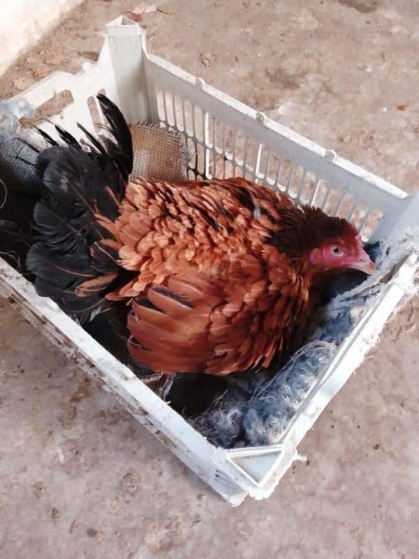 aseel hens 03132105582 11