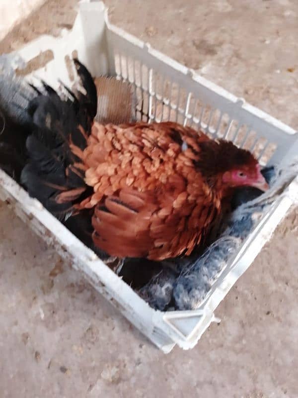 aseel hens 03132105582 12