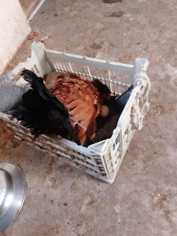 aseel hens 03132105582 13
