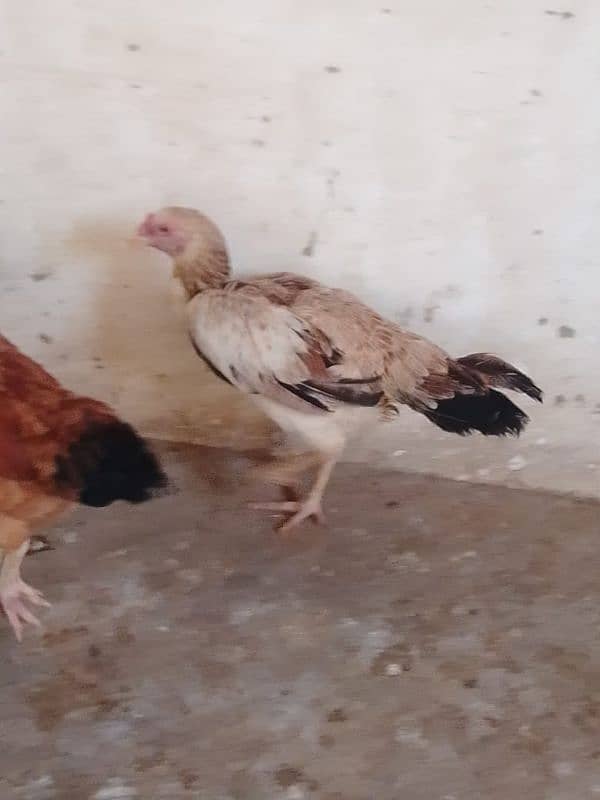 aseel hens 03132105582 14