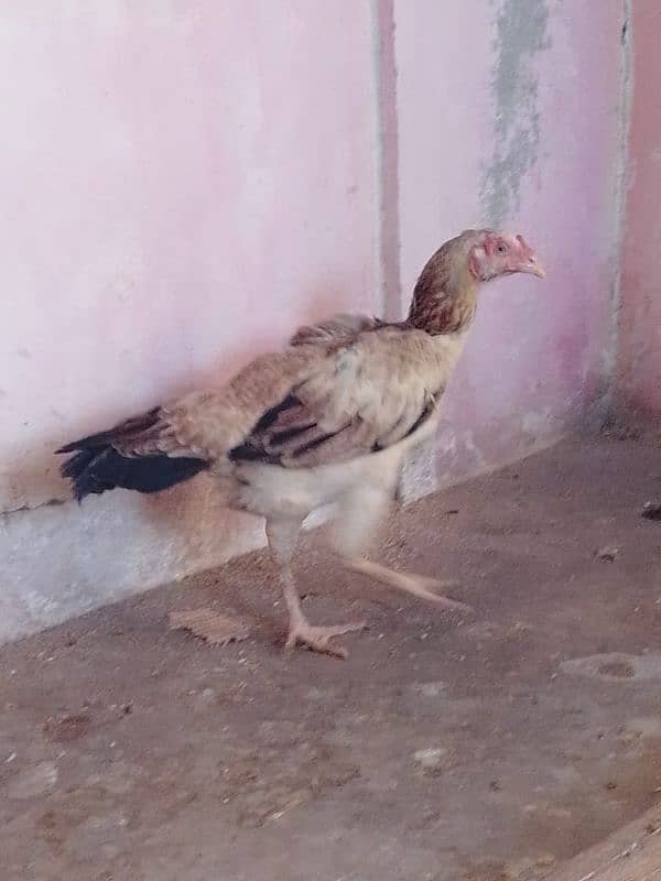 aseel hens 03132105582 15