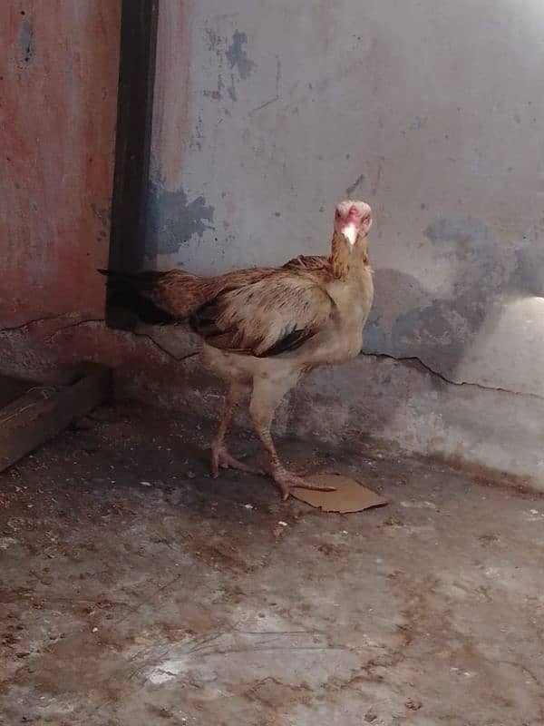 aseel hens 03132105582 16